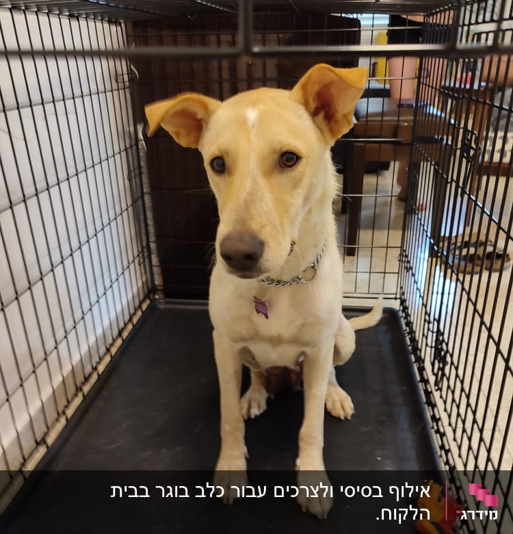 כלב יושב בכלוב עם צעצוע חבל צבעוני